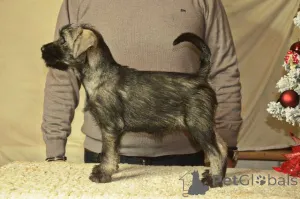 Фото №1. миттельшнауцер - купить в Stara Pazova за договорная. Объявление №161943