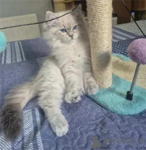 Фото №1. персидская - купить в Фалли за 32468₽. Объявление №155126