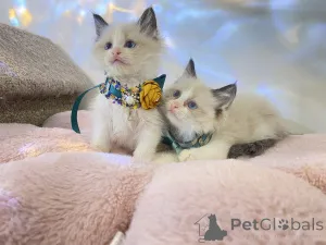 Дополнительные фото: Великолепные потрясающие зарегистрированные родословные котята рэгдолл