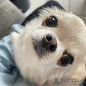 Фото №2 к объявлению №166482 о продаже чихуахуа - купить в Польше 