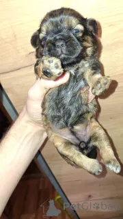 Фото №2 к объявлению №139033 о продаже лхасского апсо, ши-тцу - купить в Латвии частное объявление, из питомника, заводчик