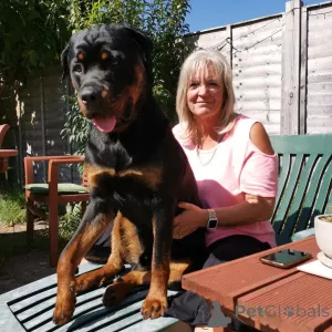 Фото №2 к объявлению №163409 о продаже  - купить в Хорватии 