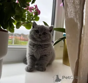 Фото №3. Прекрасно социализированные котята. Финляндия