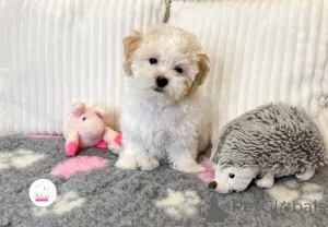 Фото №1. болоньез - купить в Яма за Бесплатно. Объявление №156970