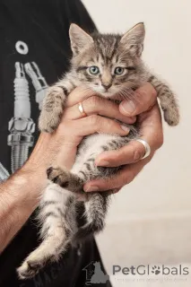 Дополнительные фото: Срочно ищут дом три малыша-солнышка.