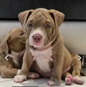 Фото №2 к объявлению №160021 о продаже ландсира - купить в Латвии частное объявление