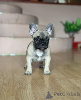 Дополнительные фото: Французский бульдог красивые щенки