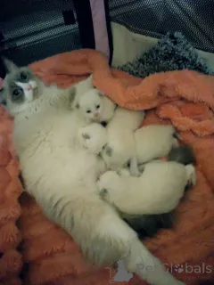 Дополнительные фото: красивые котята чистый рэгдолл все котята зарезервированы