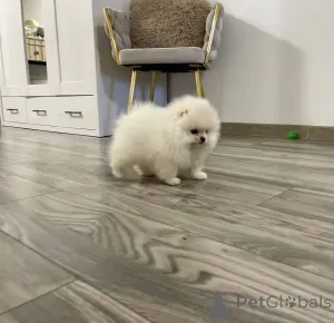 Фото №4. Продажа померанского шпица в Берлине частное объявление - цена 51022₽