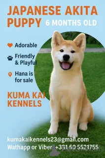 Фото №1. акита-ину - купить в Крусевак за 92767₽. Объявление №69446