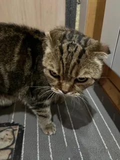 Фото №4. Продам шотландскую вислоухую (скоттиш фолд) в Москва  - цена Бесплатно