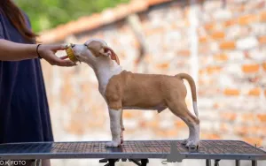 Дополнительные фото: Американские щенки Staffordshire Terrier