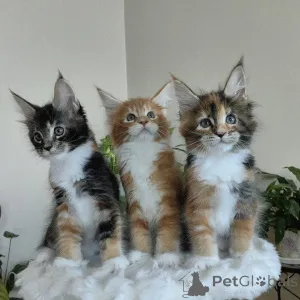 Фото №1. мейн-кун - купить в Берлине за договорная. Объявление №163220