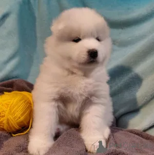 Фото №3. Самоединский кедровый орех.  Финляндия