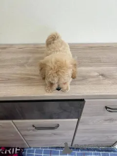 Фото №2 к объявлению №166826 о продаже беспородную - купить в Беларуси заводчик