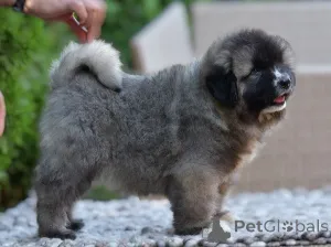Дополнительные фото: Кавказская овчарка