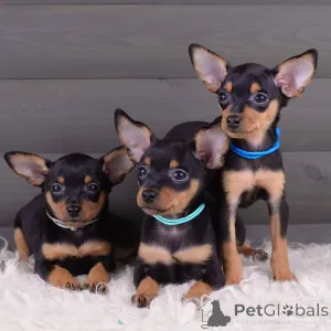 Фото №1. пражский крысарик - купить в Bad Münstereifel за договорная. Объявление №154708