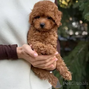 Фото №2 к объявлению №166803 о продаже померанского шпица - купить в Германии частное объявление