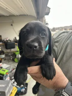 Фото №1. лабрадор-ретривер - купить в ДРУГОЙ за договорная. Объявление №165850