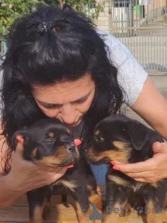 Дополнительные фото: Rottweiler красивые щенки
