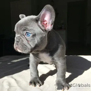 Дополнительные фото: Щенки французского бульдога однотонного голубого цвета доступны для продажи
