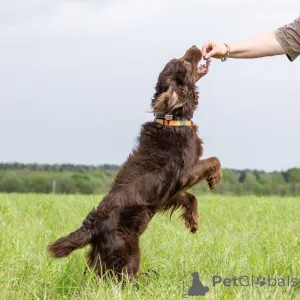 Дополнительные фото: Фенотип спаниеля Марсель ищет дом.