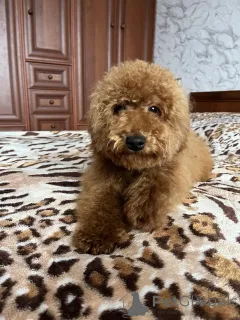 Дополнительные фото: Девочка той пудель 7 месяцев