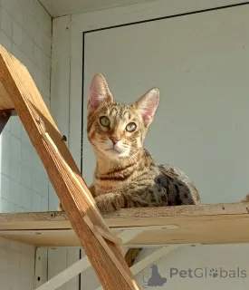 Дополнительные фото: Savannа f6