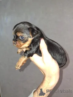 Дополнительные фото: Täysiveriset yorkshirenterrierin pennut