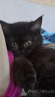 Фото №2 к объявлению №146042 о продаже шотландская (скоттиш страйт) - купить в Латвии частное объявление