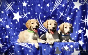 Фото №1.  - купить в Белграде за договорная. Объявление №138460