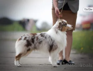 Дополнительные фото: Щенок миниатюрной американской овчарки (МАС)