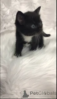 Фото №4. Продам шотландскую (скоттиш страйт) в Филадельфия частное объявление - цена договорная