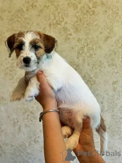 Дополнительные фото: Щенок Джек Рассел Терьер от Чемпионов c родословной