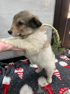 Дополнительные фото: Чудесная малышка Снежа ищет дом. В добрые руки.