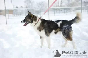 Дополнительные фото: Ищет дом замечательный пёс Ханик!