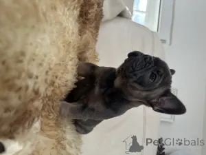 Дополнительные фото: Эксклюзив! Щенки французского бульдога.