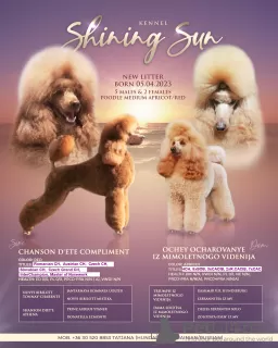 Фото №3. 2 мальчика от среднего пуделя (05 апреля 2023г.) - Two male MEDIUM poodle.  Венгрия