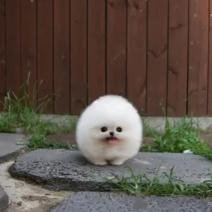 Фото №3. Красивые щенки померанского шпица Бизнес WhatsApp447400576553.  Финляндия