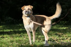 Фото №4. Продажа беспородную в Москве реке  - цена Бесплатно