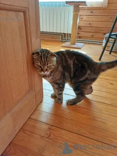 Дополнительные фото:  Внимание! Срочно ищет дом чудесный котик Ричард!