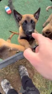 Фото №1. бельгийская овчарка - купить в Роттердам за 92767₽. Объявление №165586