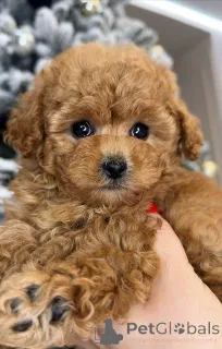 Фото №3. Продаются милые очаровательные щенки, обращайтесь в WhatsApp Business.  Финляндия