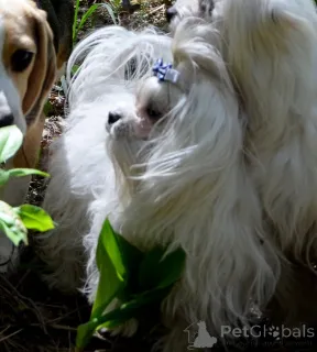 Дополнительные фото: В звязку з відїздом за кордон терміново продається мальтезе клуб КСУ FCI