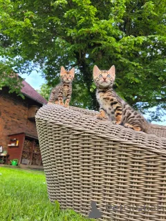 Фото №4. Продам бенгальскую в Мюнхене заводчик - цена договорная