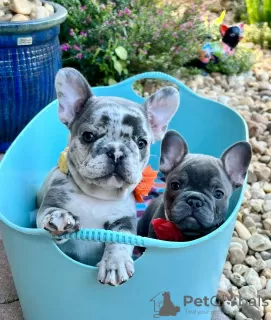 Фото №3. kc registered french bulldogs.  Нидерланды