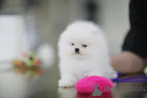 Фото №2 к объявлению №167357 о продаже померанского шпица - купить в Германии частное объявление