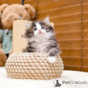 Фото №2 к объявлению №158644 о продаже норвежская лесная - купить в Германии частное объявление