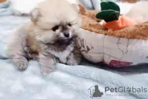 Дополнительные фото: Beautiful Pomeranian Puppies Girls