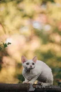 Фото №3. Devon rex. Россия